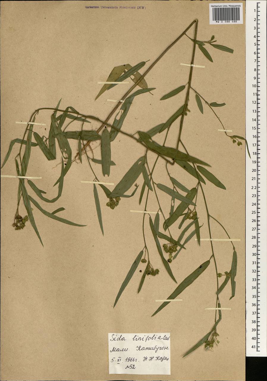 Sida linifolia Cav., Африка (AFR) (Мали)