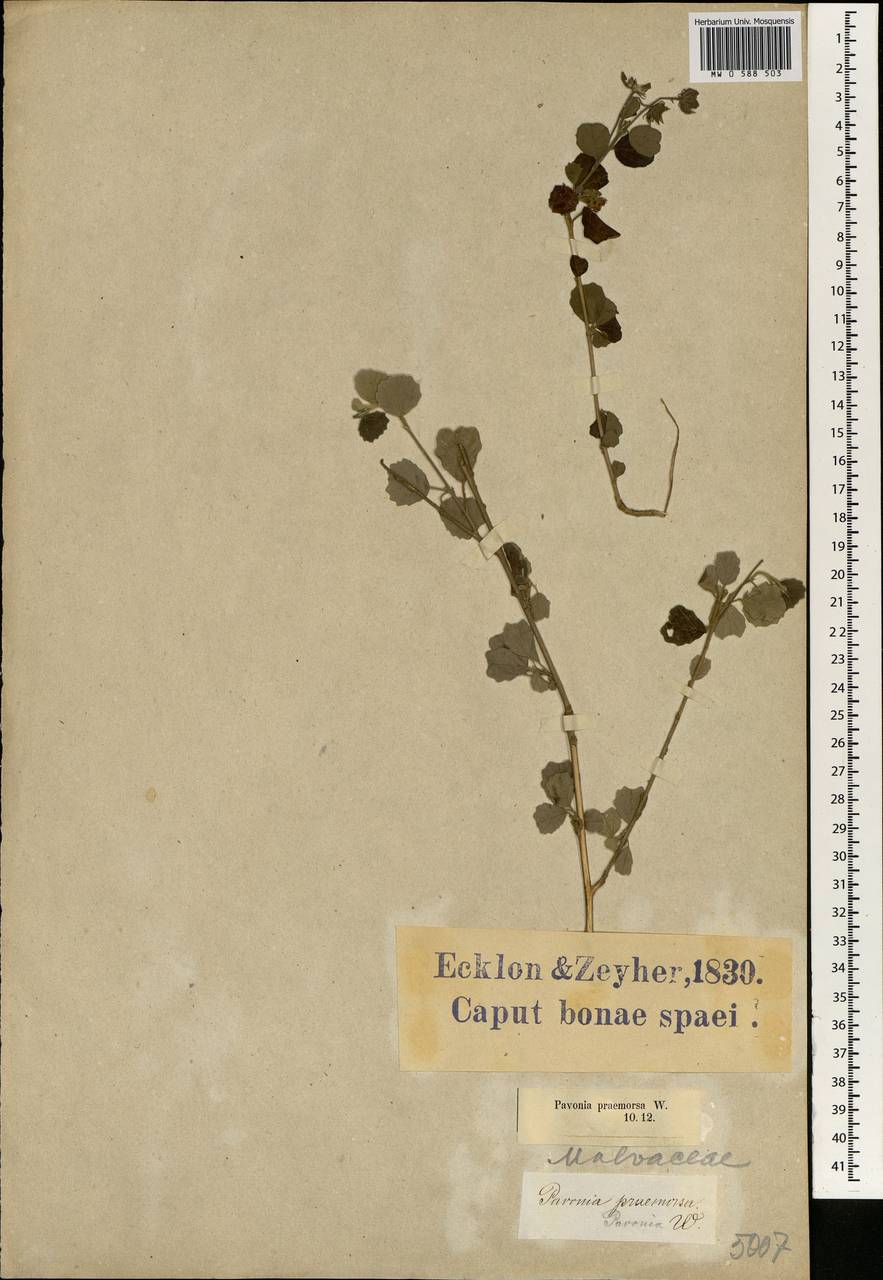 Pavonia praemorsa (L.fil.) Cav., Африка (AFR) (ЮАР)