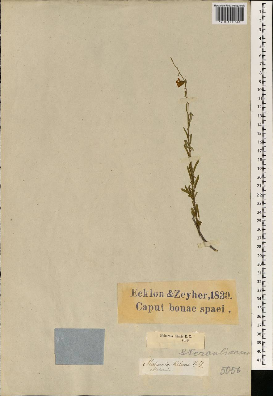 Hermannia trifurca L., Африка (AFR) (ЮАР)