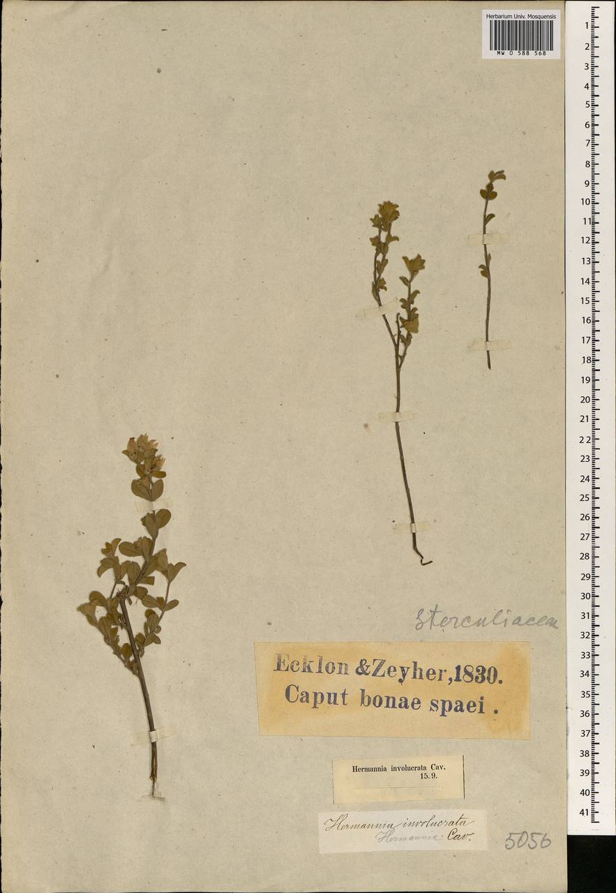 Hermannia involucrata Cav., Африка (AFR) (ЮАР)