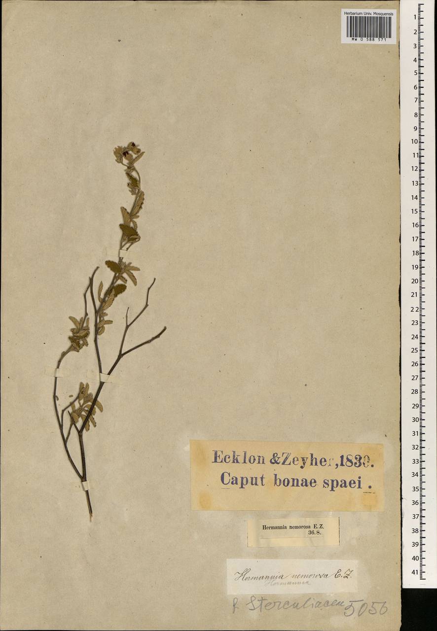 Hermannia incana Cav., Африка (AFR) (ЮАР)