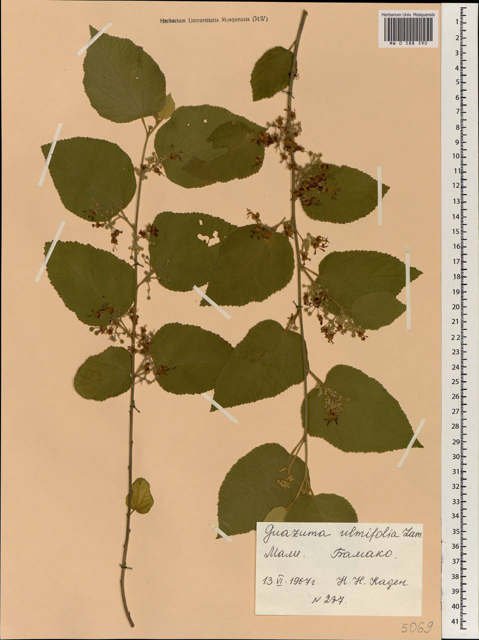 Guazuma ulmifolia Lam., Африка (AFR) (Мали)