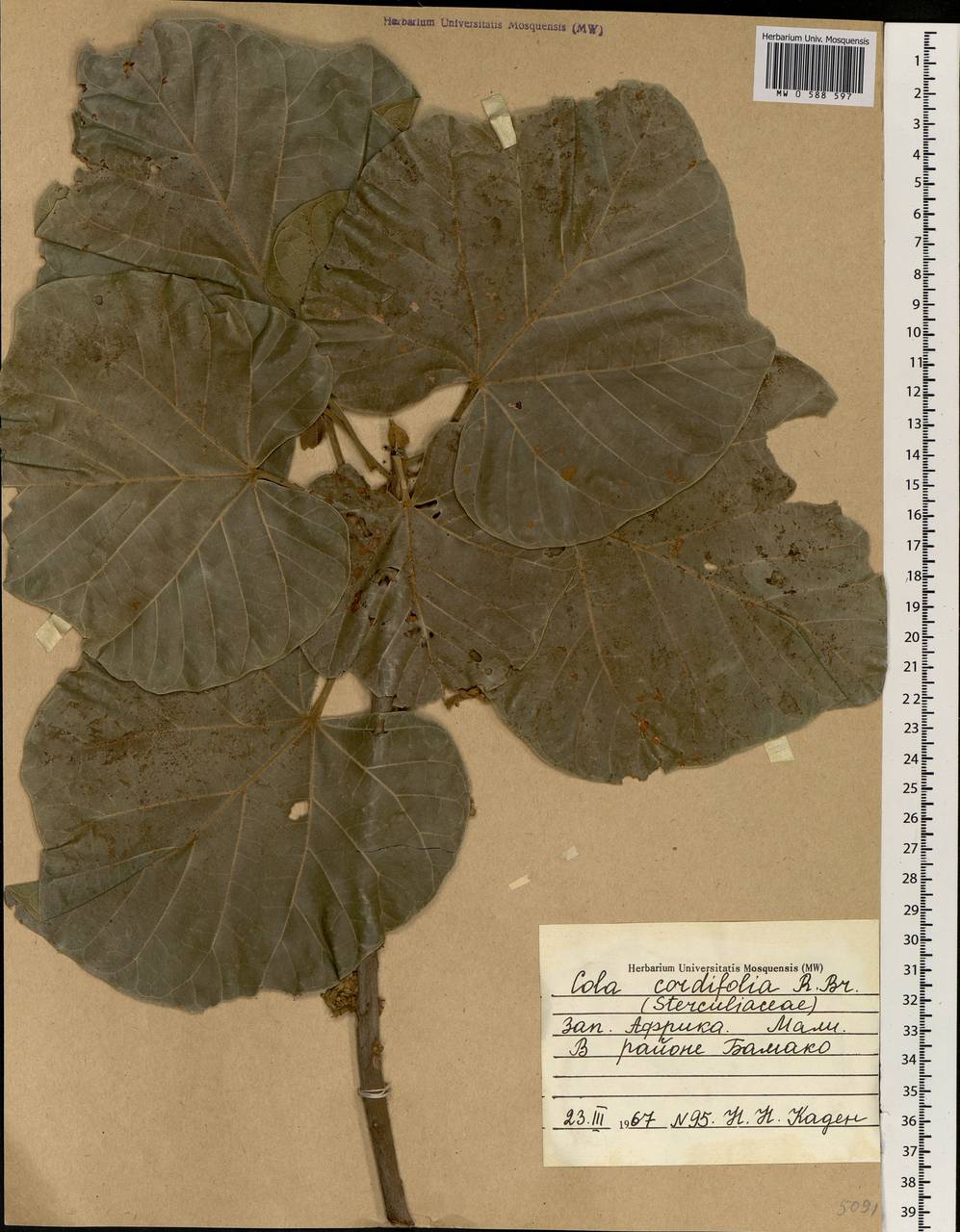 Cola cordifolia (Cav.) R. Br., Африка (AFR) (Мали)