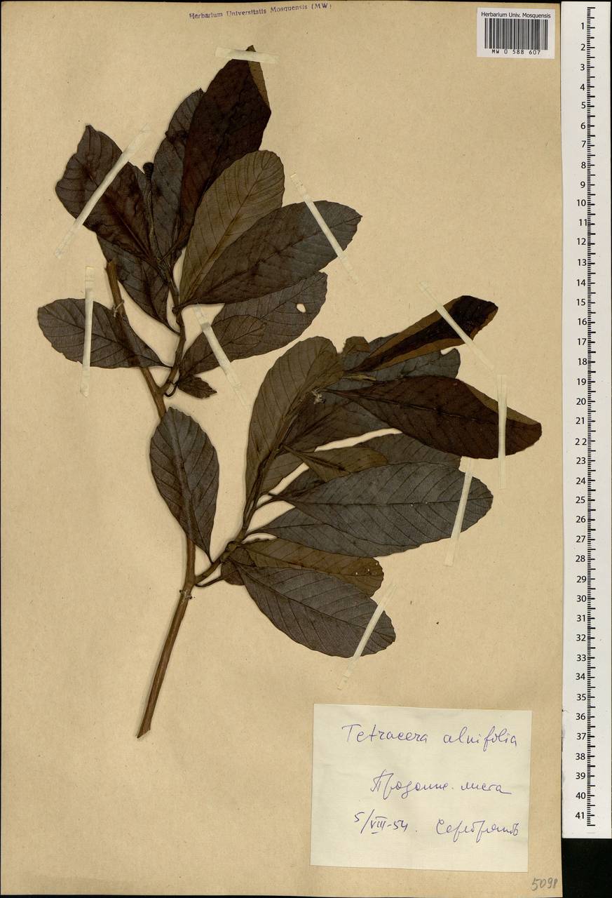Tetracera alnifolia, Африка (AFR) (Гвинея)