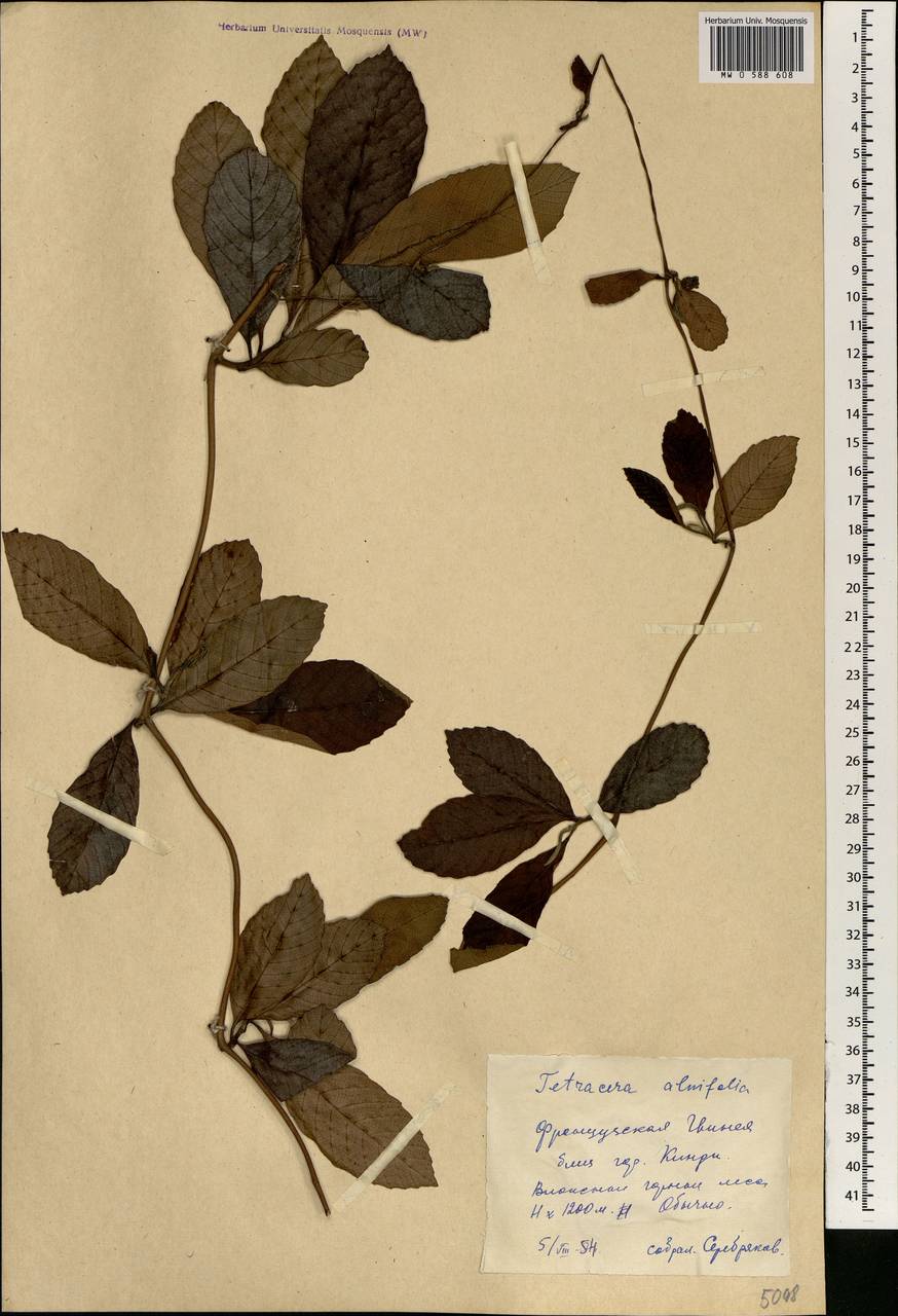 Tetracera alnifolia, Африка (AFR) (Гвинея)