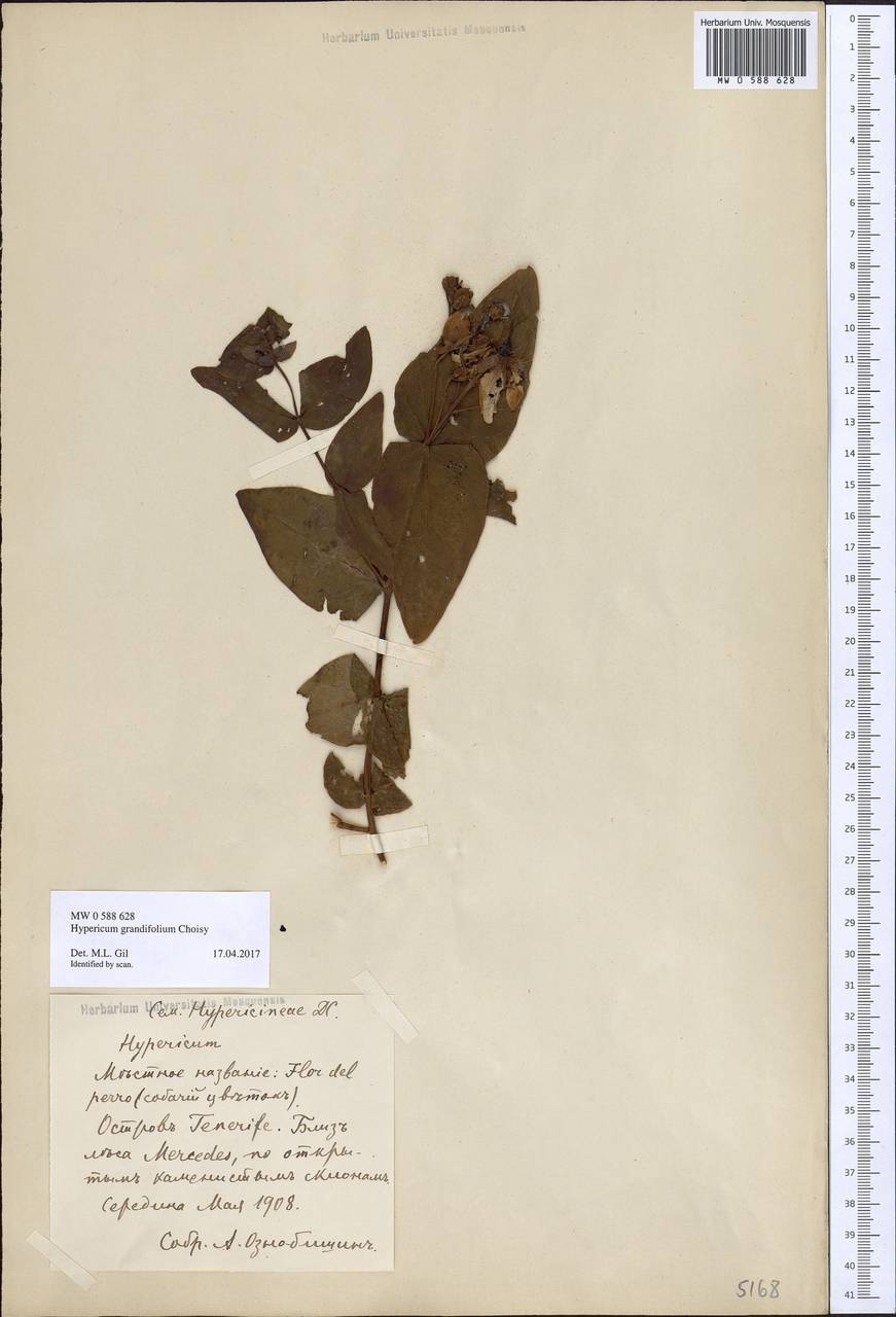 Hypericum grandifolium Choisy, Африка (AFR) (Испания)