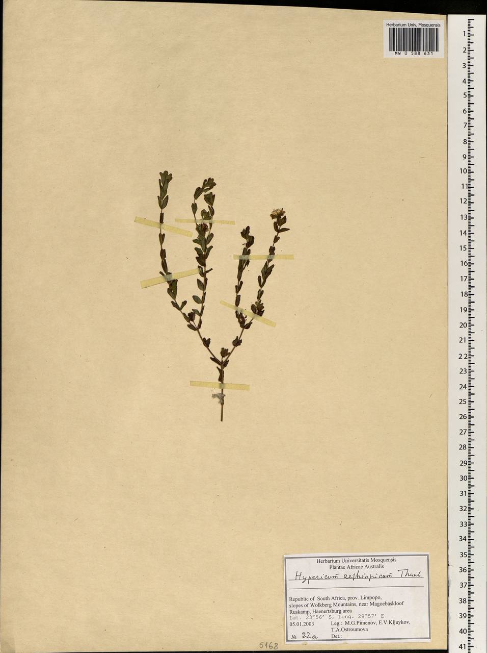 Hypericum aethiopicum, Африка (AFR) (ЮАР)