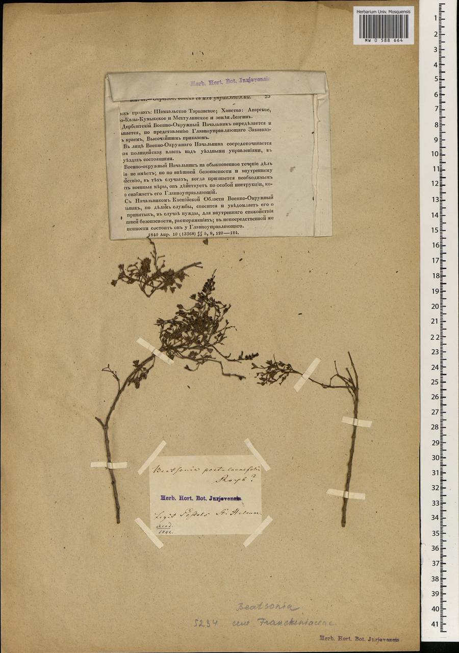 Frankenia portulacifolia (Roxb.) Spreng., Африка (AFR) (Острова Святой Елены, Вознесения и Тристан-да-Кунья)