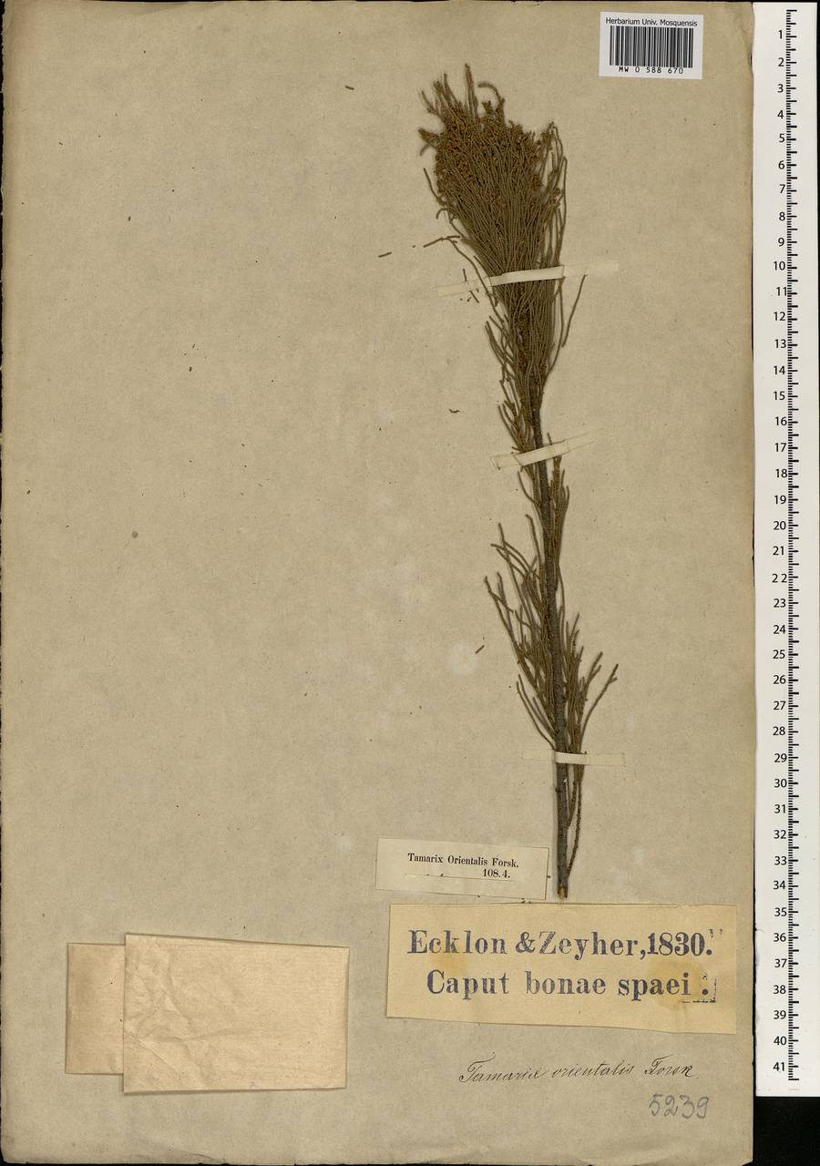 Tamarix usneoides E. Mey., Африка (AFR) (ЮАР)