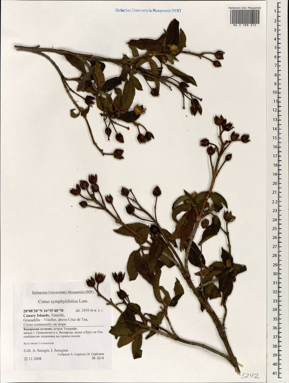 Cistus symphytifolius Lam., Африка (AFR) (Испания)