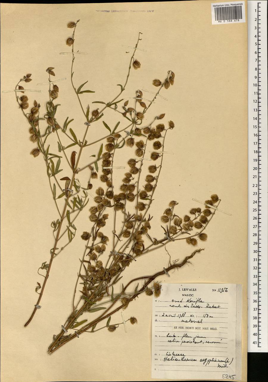 Helianthemum aegyptiacum (L.) Miller, Африка (AFR) (Марокко)