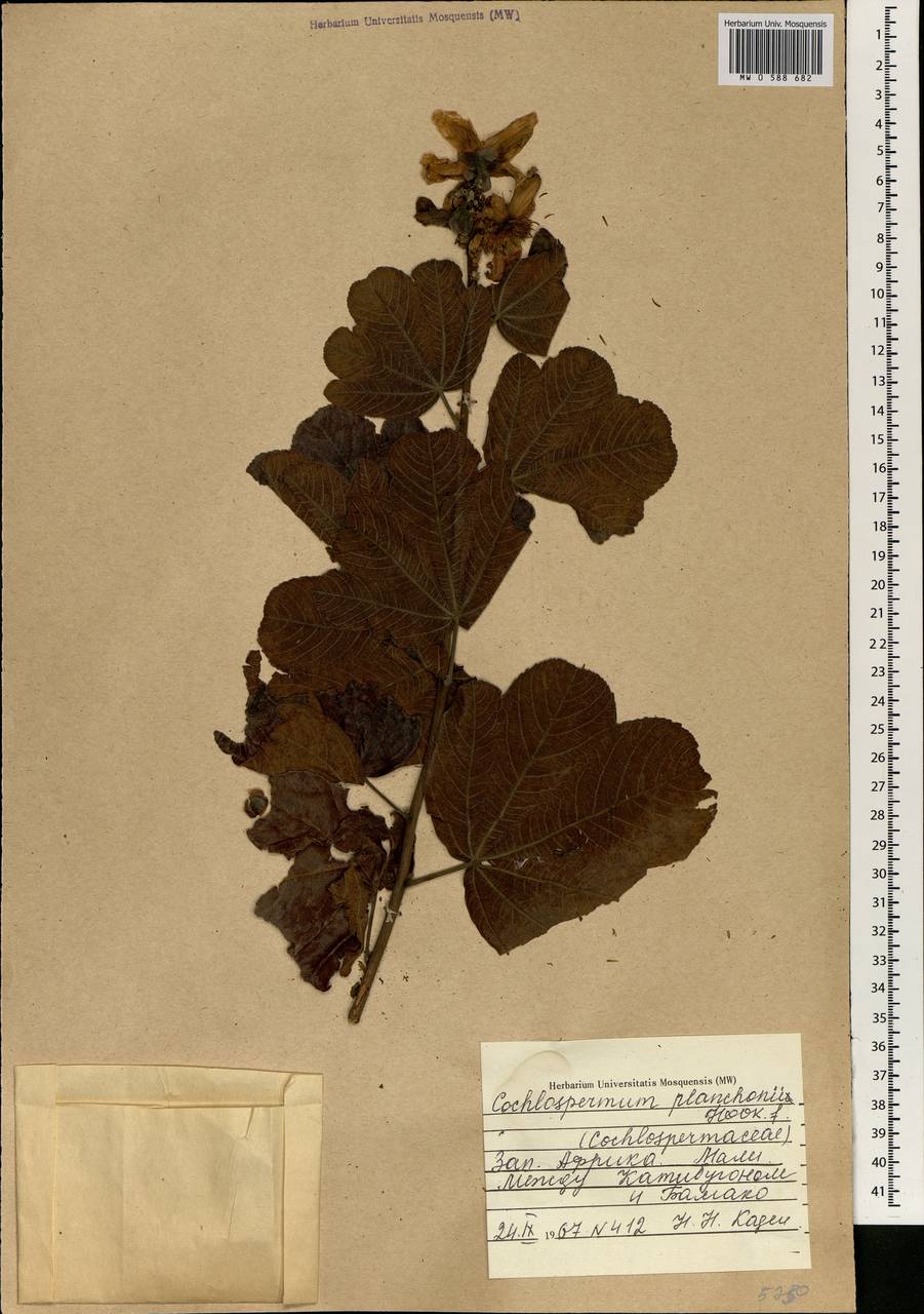 Cochlospermum planchonii Hook.fil. ex Planch., Африка (AFR) (Мали)