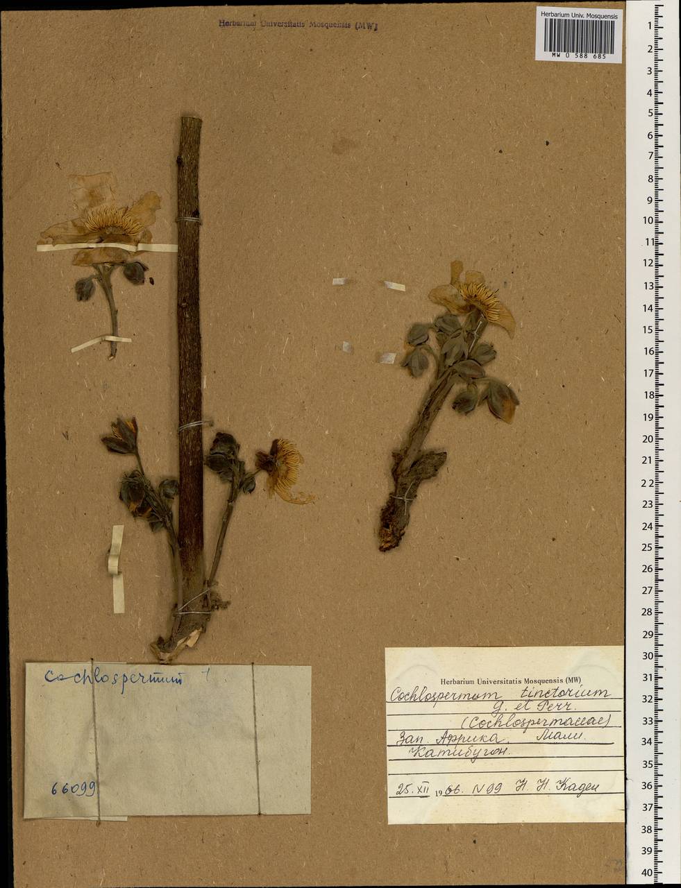 Cochlospermum tinctorium Perr. ex A. Rich., Африка (AFR) (Мали)