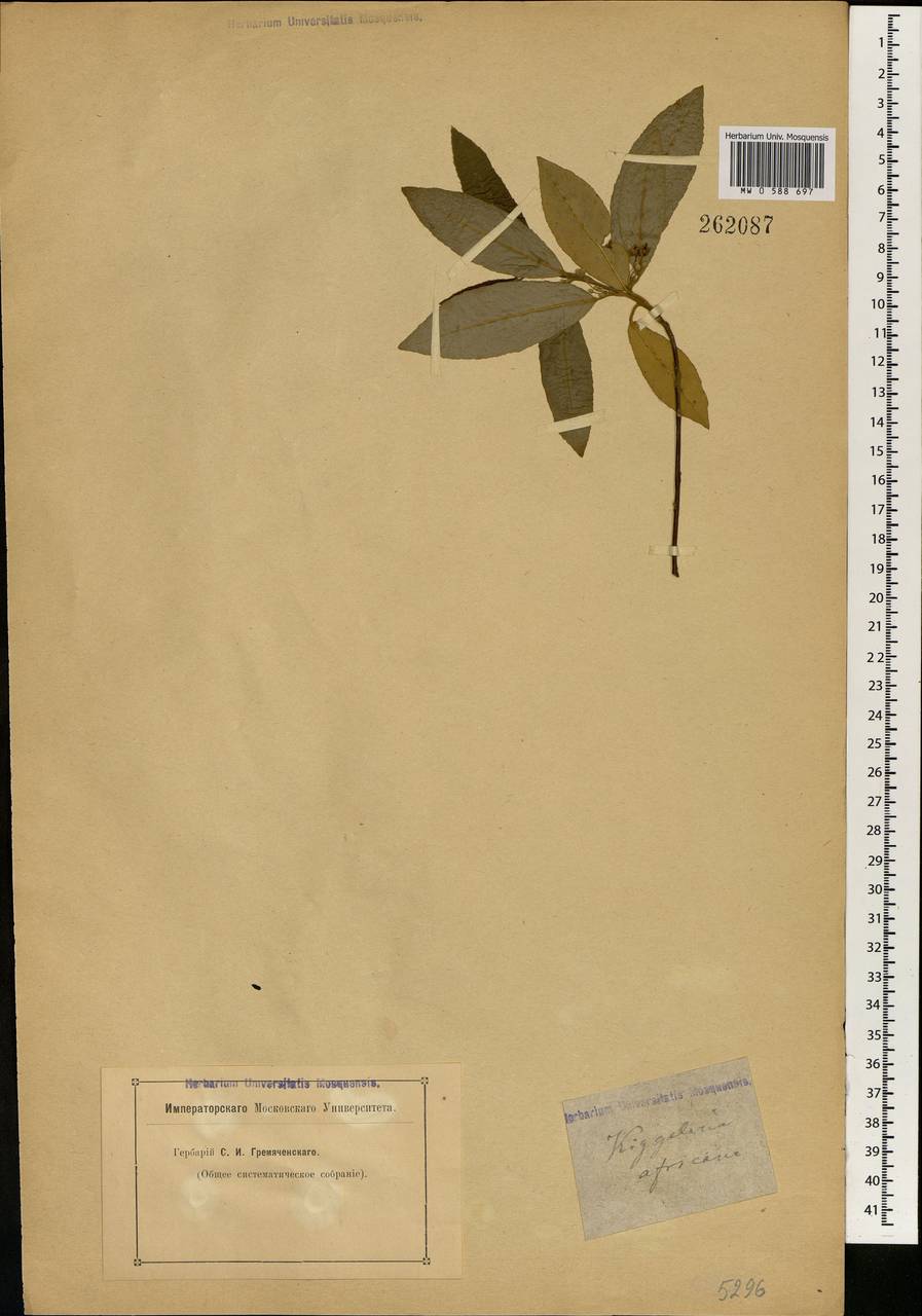 Kiggelaria africana L., Африка (AFR) (Неизвестно)