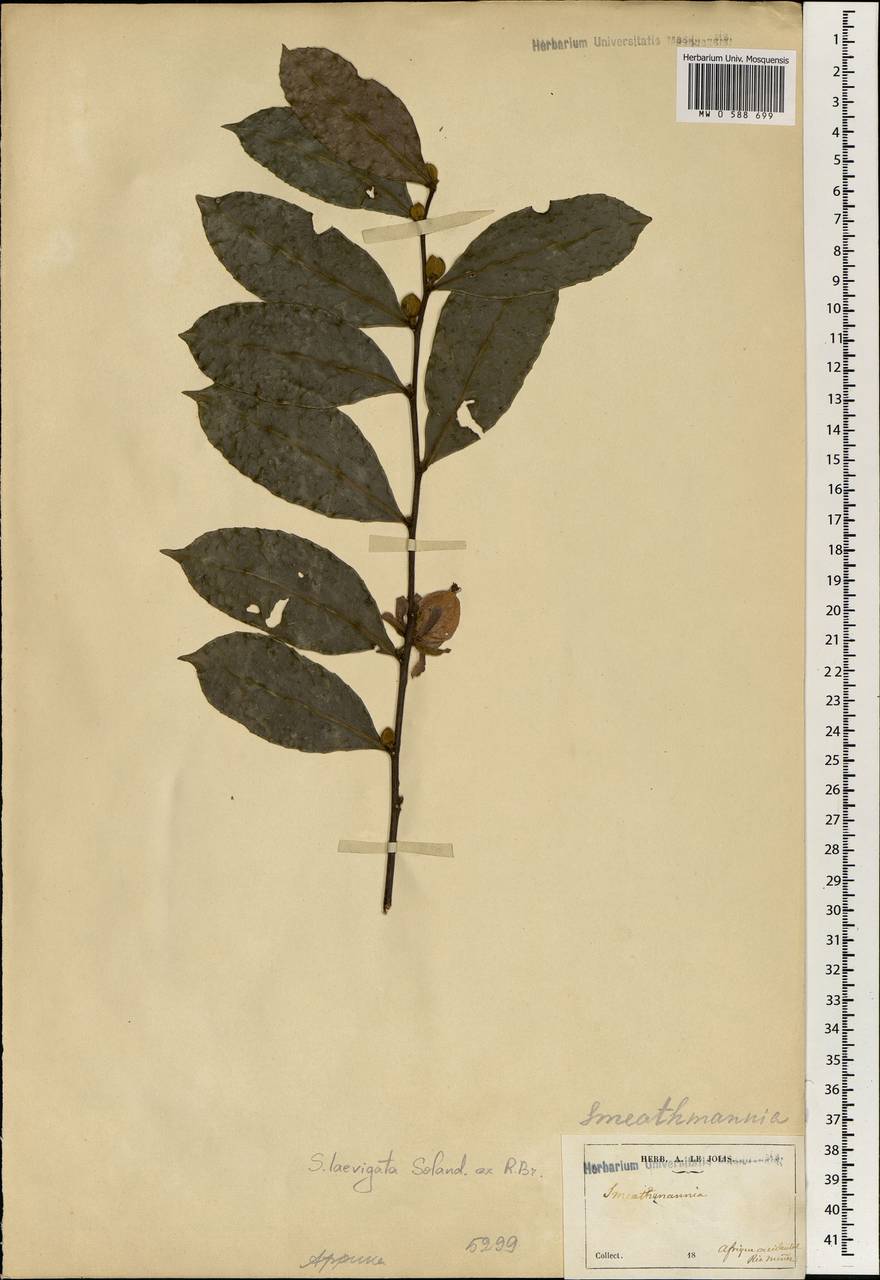 Smeathmannia laevigata Soland. ex R. Br., Африка (AFR) (Гвинея)