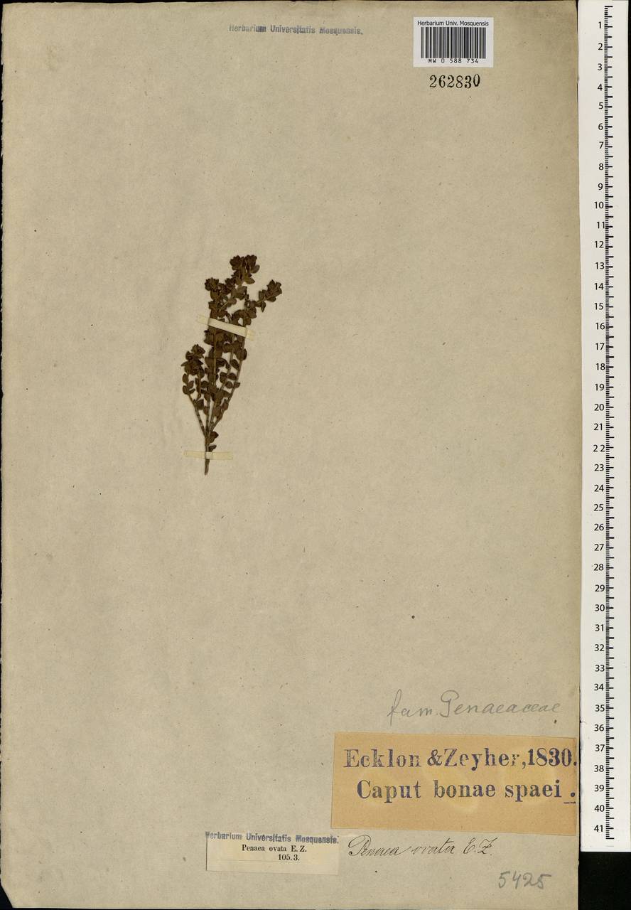 Penaea cneorum subsp. ovata (Eckl. & Zeyh. ex A. DC.) Dahlg., Африка (AFR) (ЮАР)