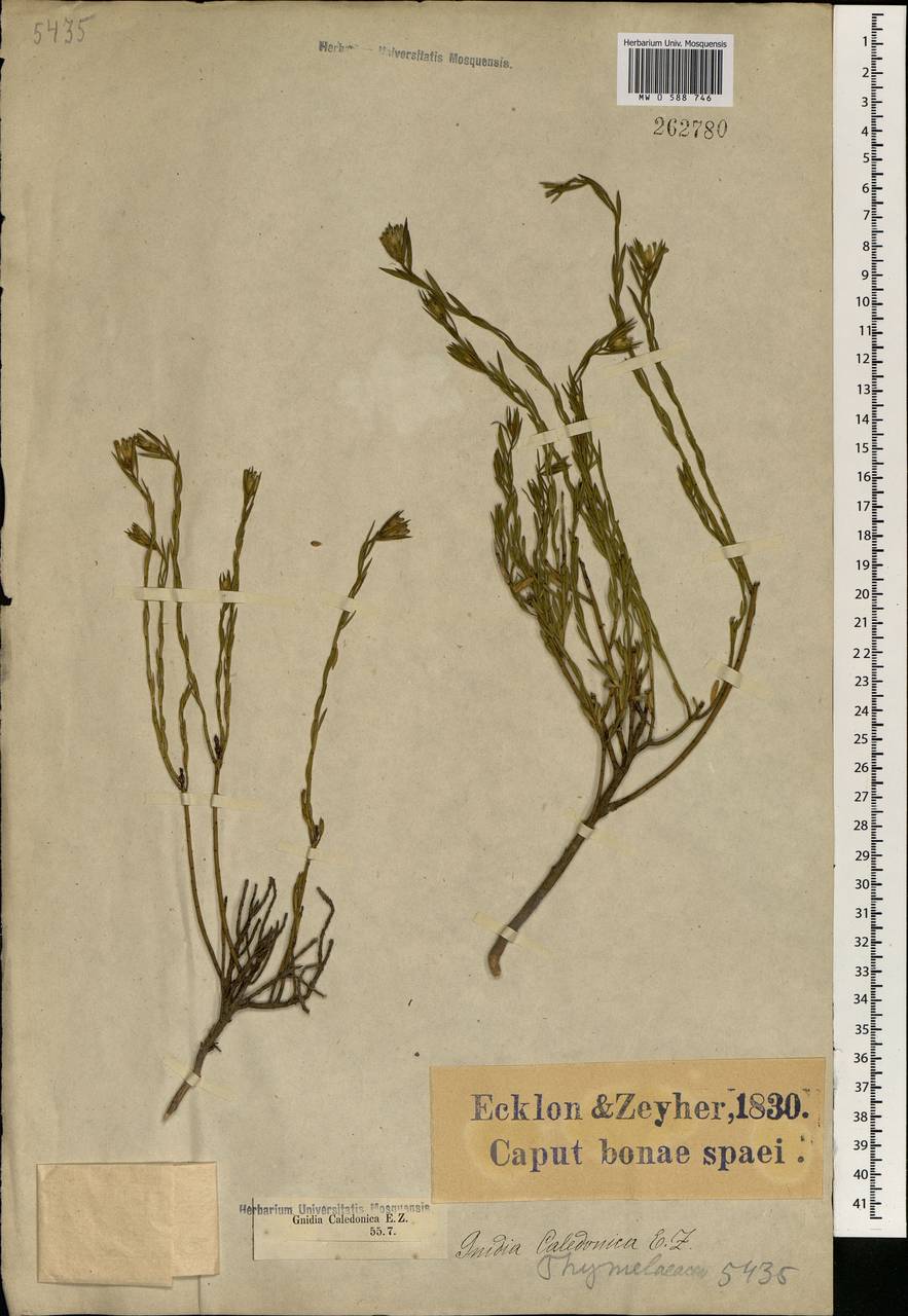 Gnidia setosa (Thunb.) Wikstr., Африка (AFR) (ЮАР)