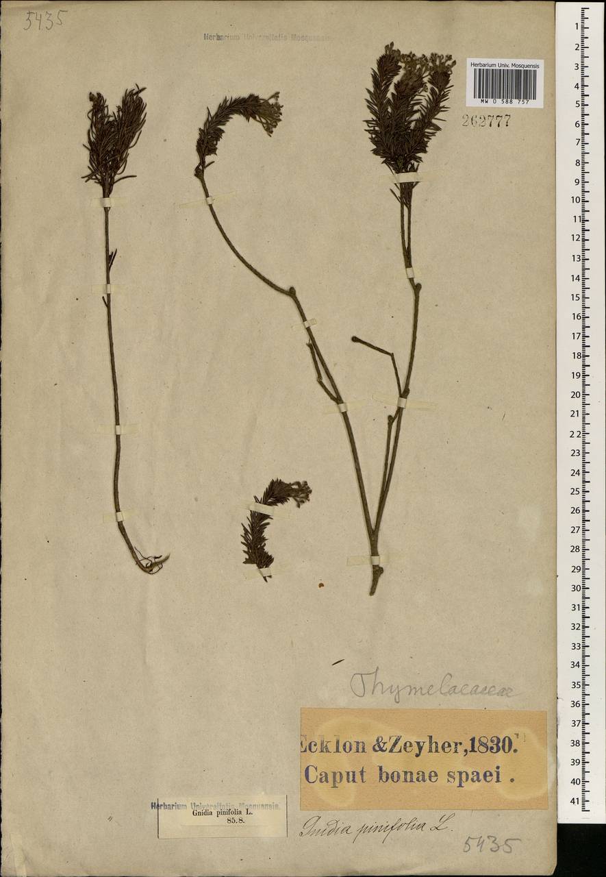 Gnidia pinifolia L., Африка (AFR) (ЮАР)