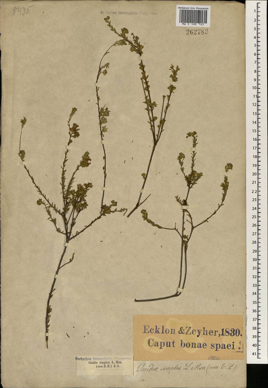 Gnidia juniperifolia Lam., Африка (AFR) (ЮАР)