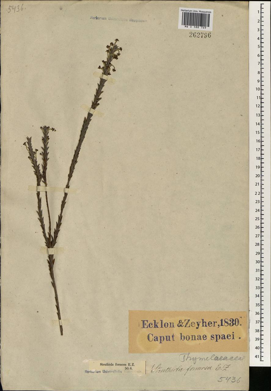 Struthiola argentea Lehm., Африка (AFR) (ЮАР)