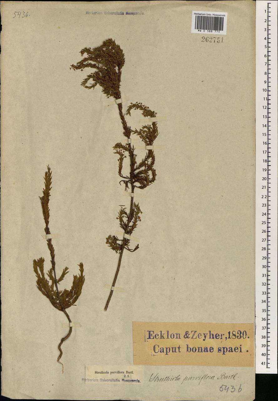 Struthiola parviflora Bartl. ex Meissn., Африка (AFR) (ЮАР)