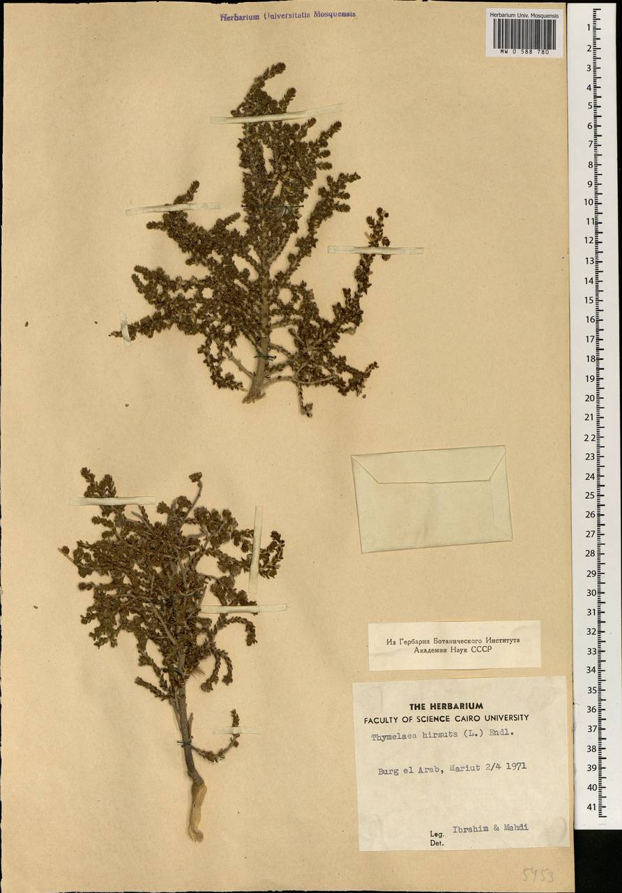 Thymelaea hirsuta (L.) Endl., Африка (AFR) (Египет)