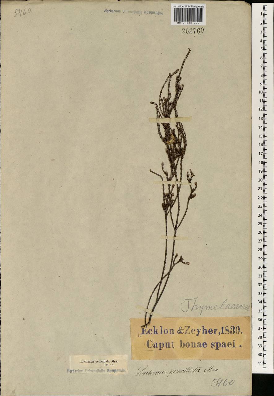 Lachnaea penicillata Meissn., Африка (AFR) (ЮАР)