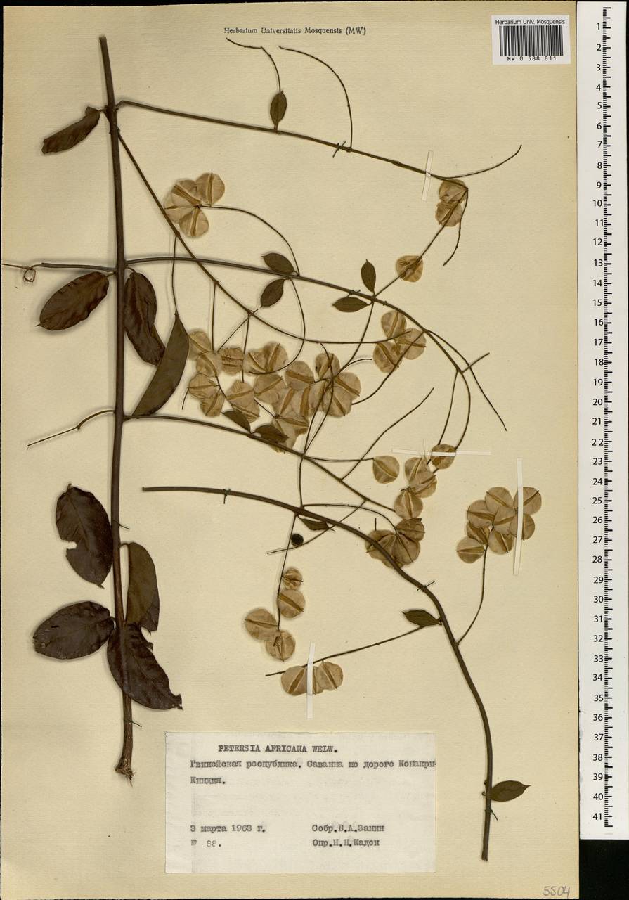 Petersianthus macrocarpus Liben, Африка (AFR) (Гвинея)