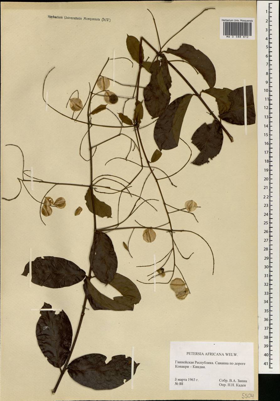 Petersianthus macrocarpus Liben, Африка (AFR) (Гвинея)
