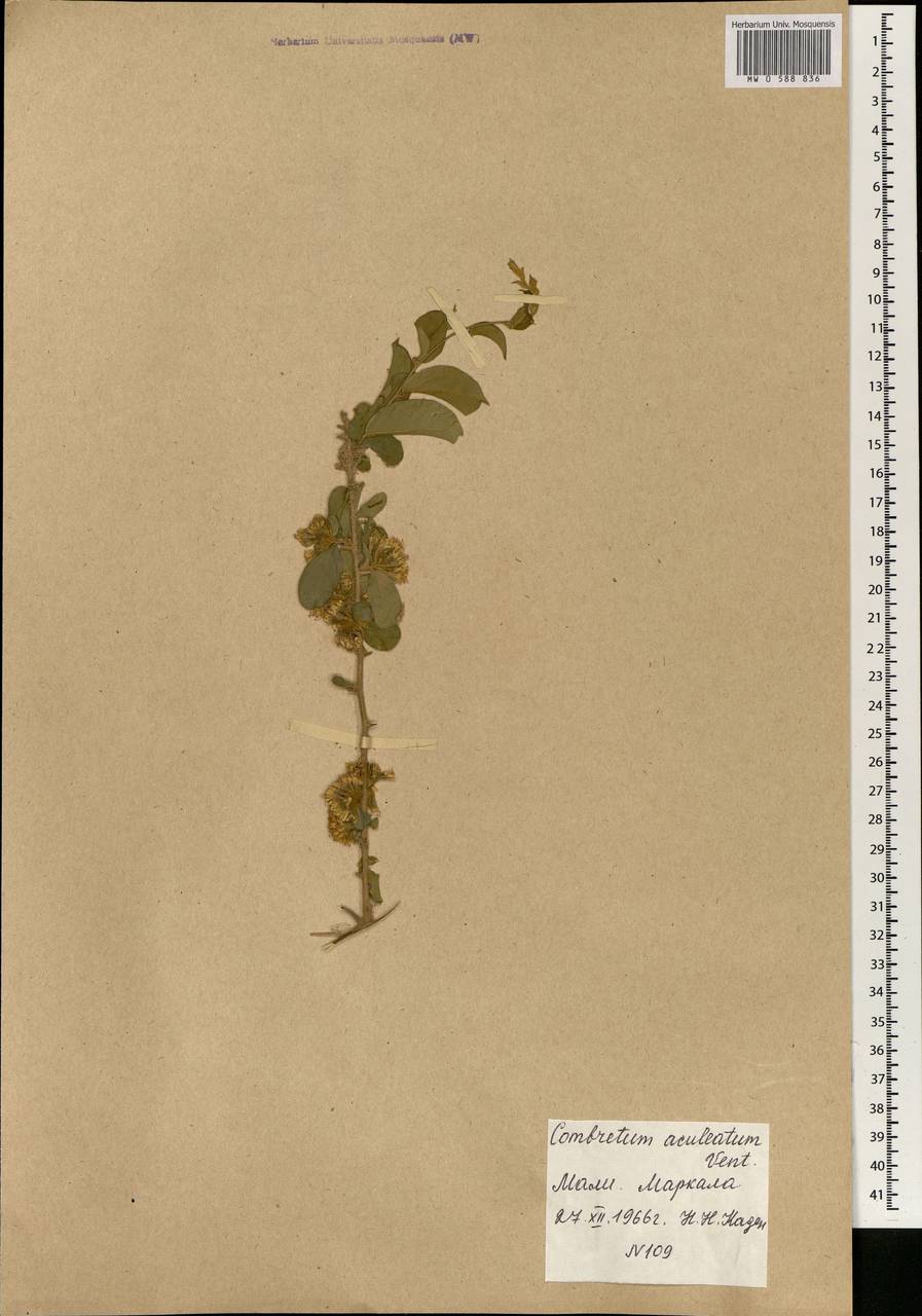 Combretum aculeatum Vent., Африка (AFR) (Мали)