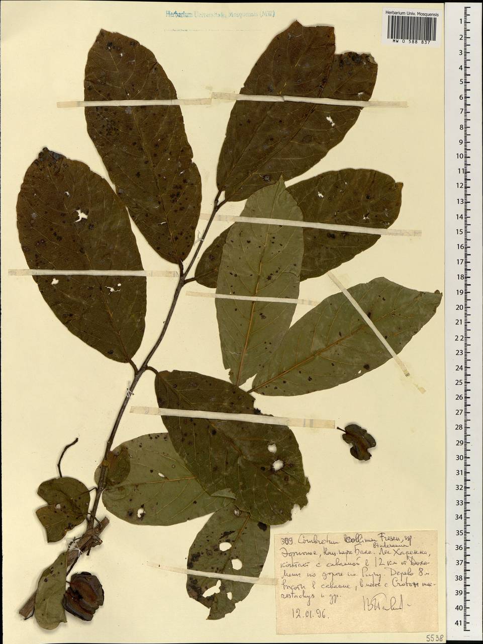Combretum collinum subsp. binderianum (Kotschy) Okafor, Африка (AFR) (Эфиопия)