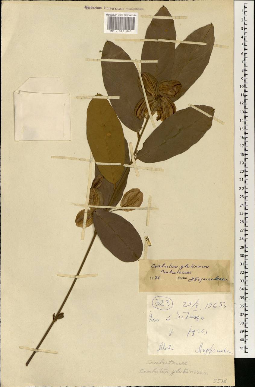 Combretum glutinosum Perr. ex DC., Африка (AFR) (Мали)
