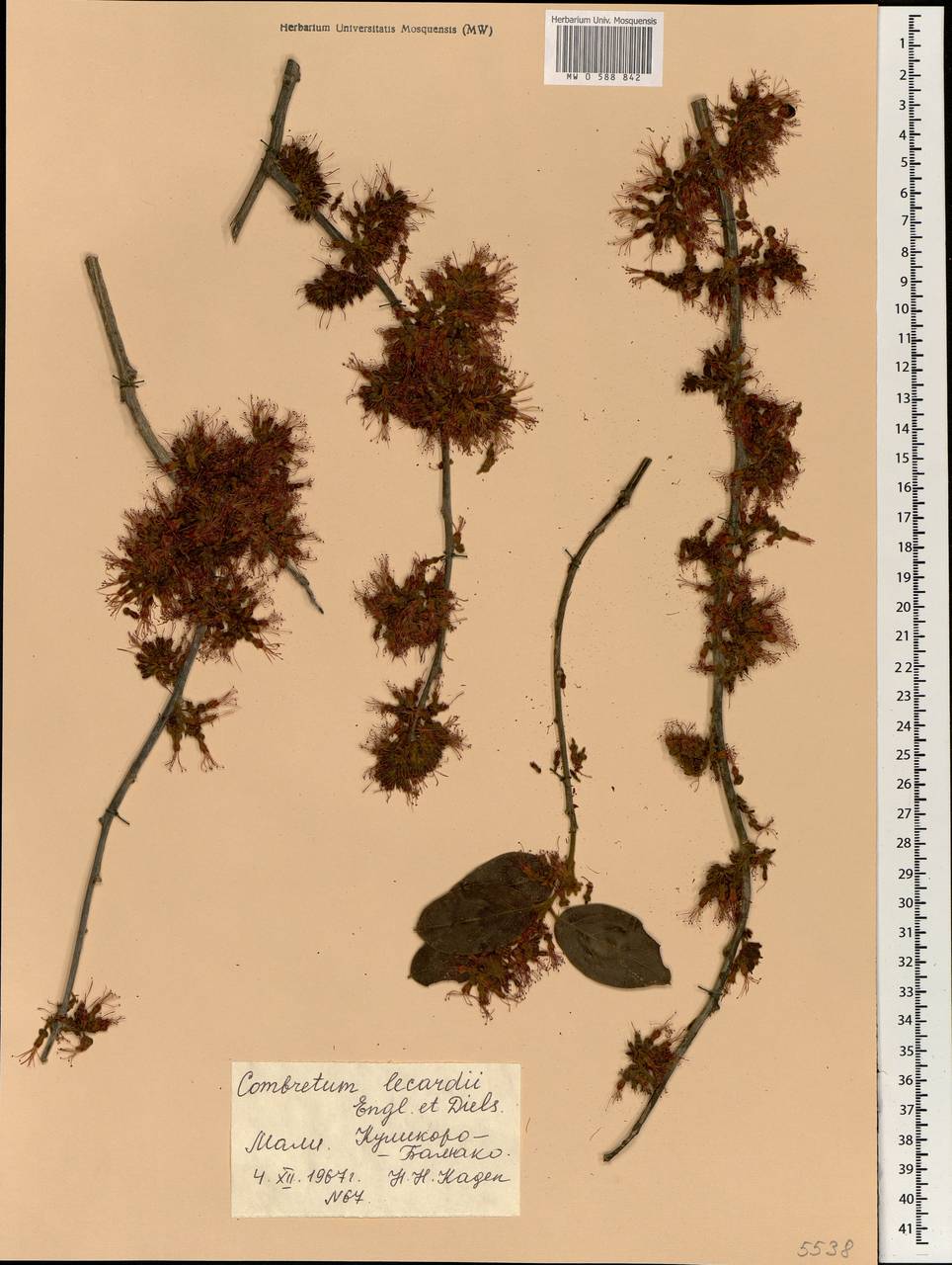 Combretum lecardii Engl. & Diels, Африка (AFR) (Мали)