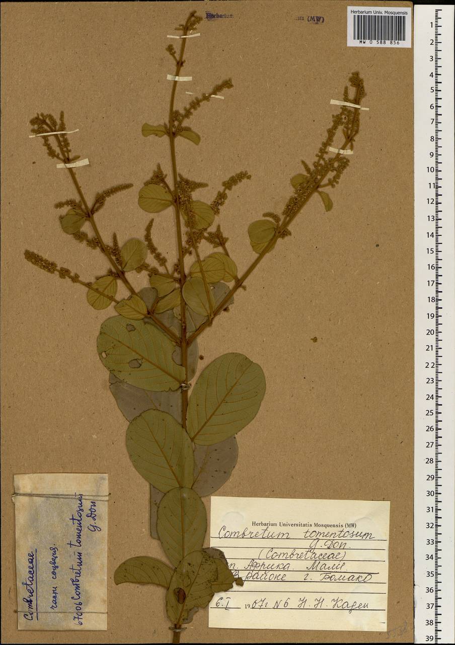 Combretum tomentosum G. Don, Африка (AFR) (Мали)