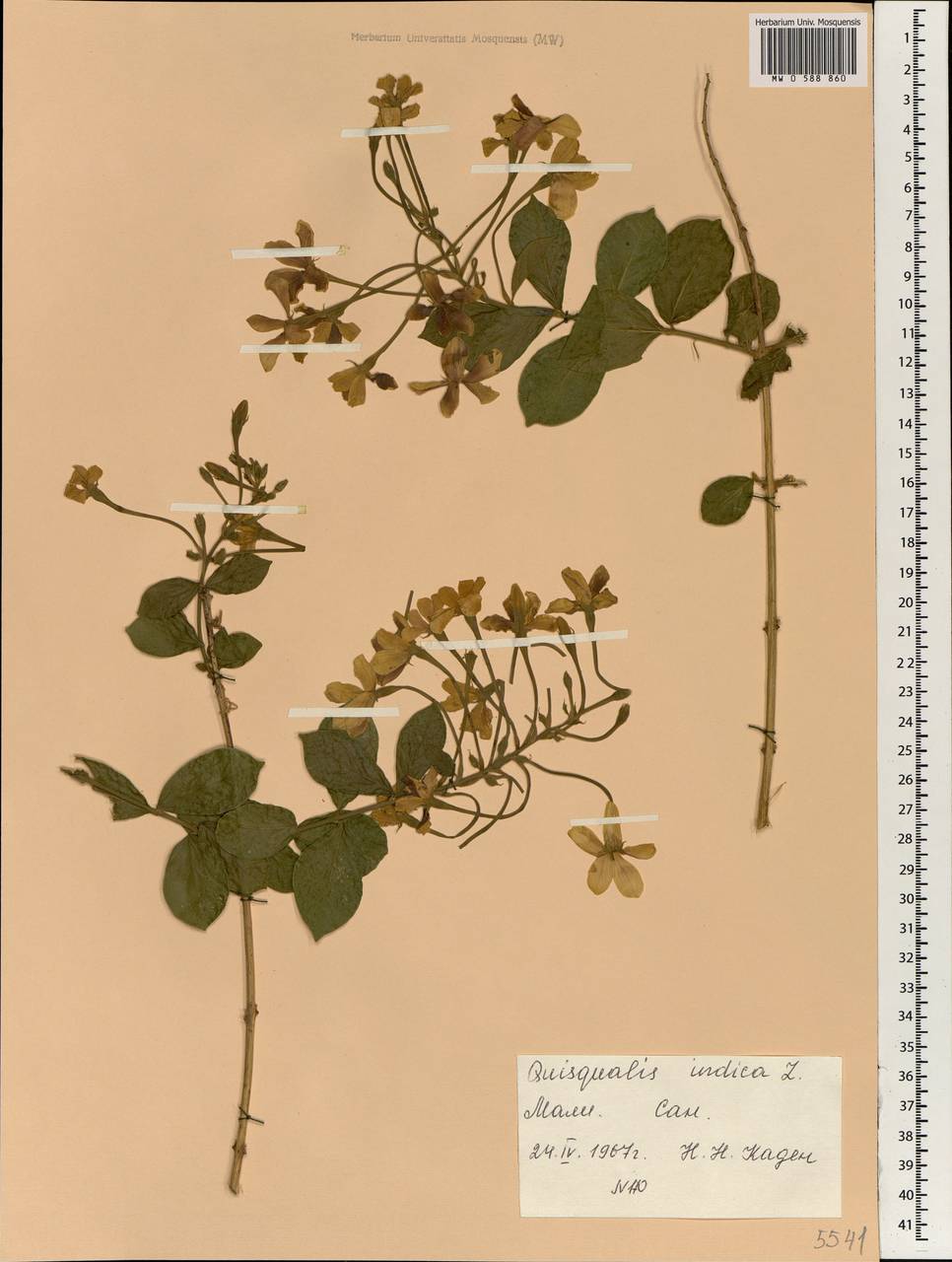 Combretum indicum (L.) C. C. H. Jongkind, Африка (AFR) (Мали)