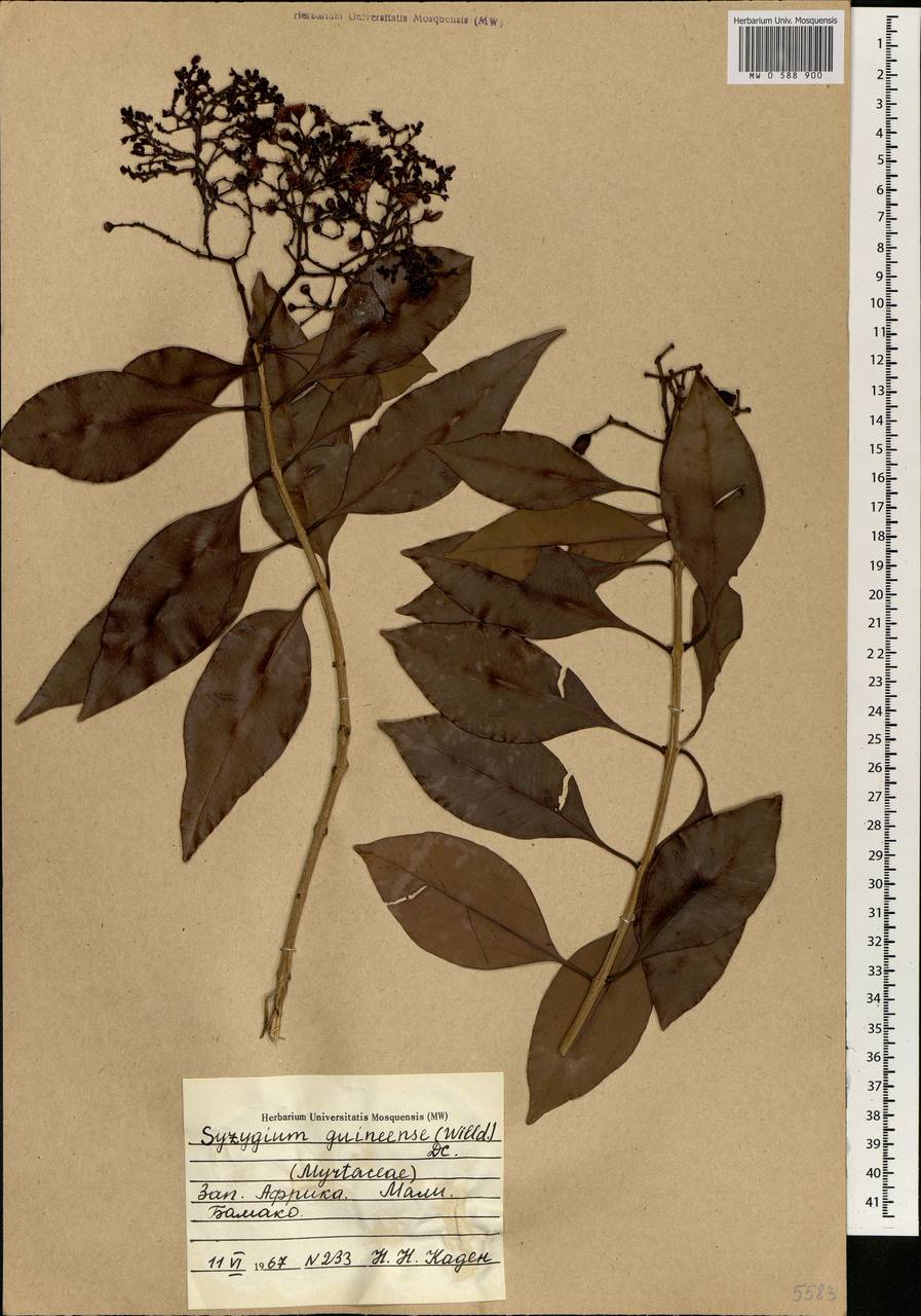 Сизигиум гвинейский (Willd.) DC., Африка (AFR) (Мали)