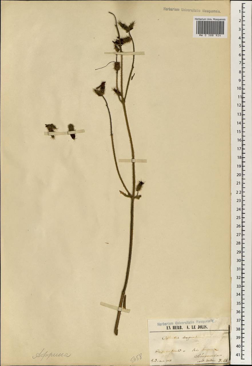 Antherotoma senegambiensis (Guill. & Perr.) H. Jacques-Félix, Африка (AFR) (Гвинея)