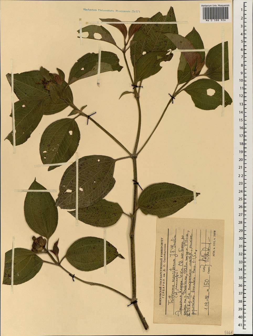 Tristemma mauritianum J.F.Gmel., Африка (AFR) (Эфиопия)