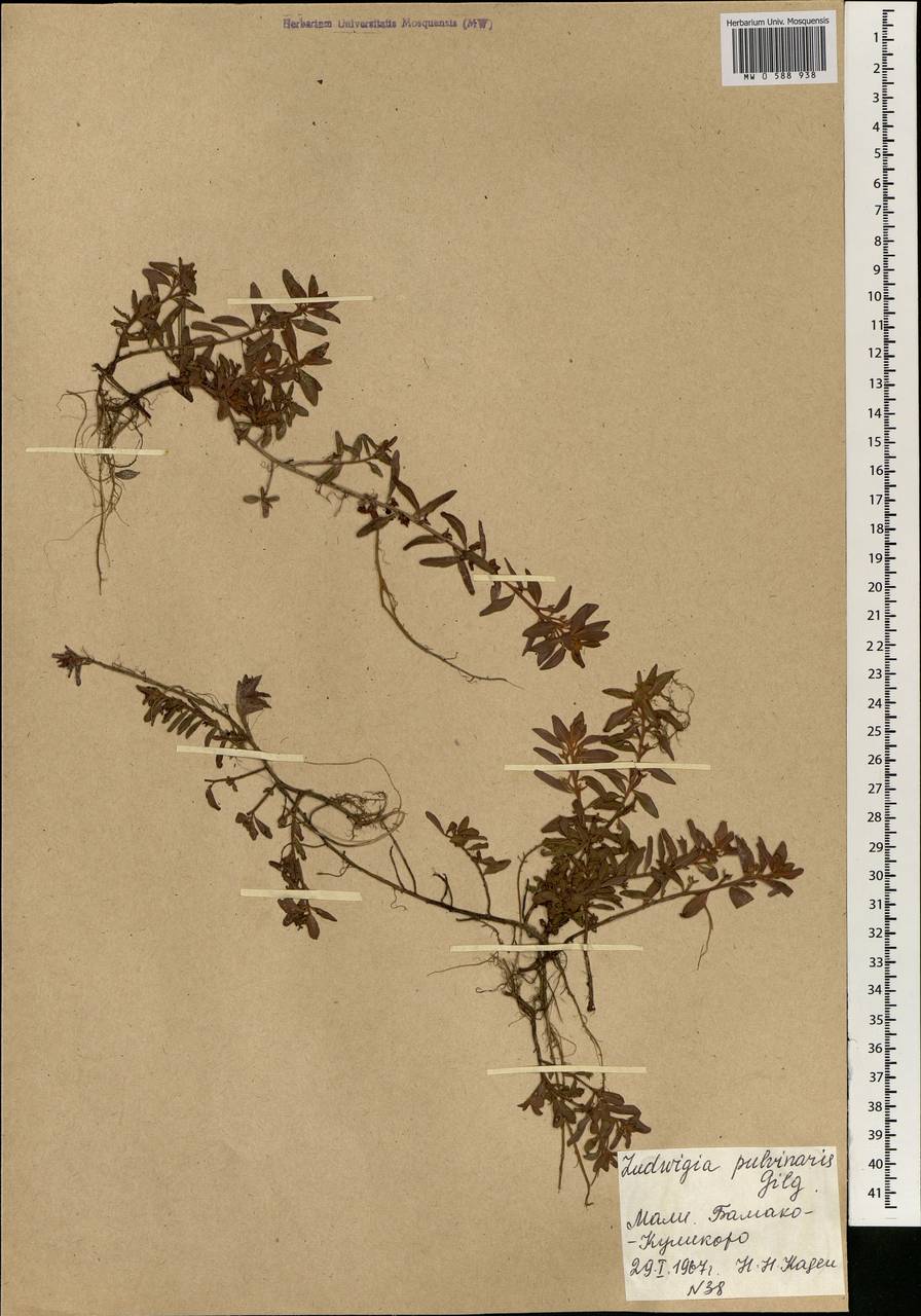 Ludwigia senegalensis (DC.) Troch., Африка (AFR) (Мали)