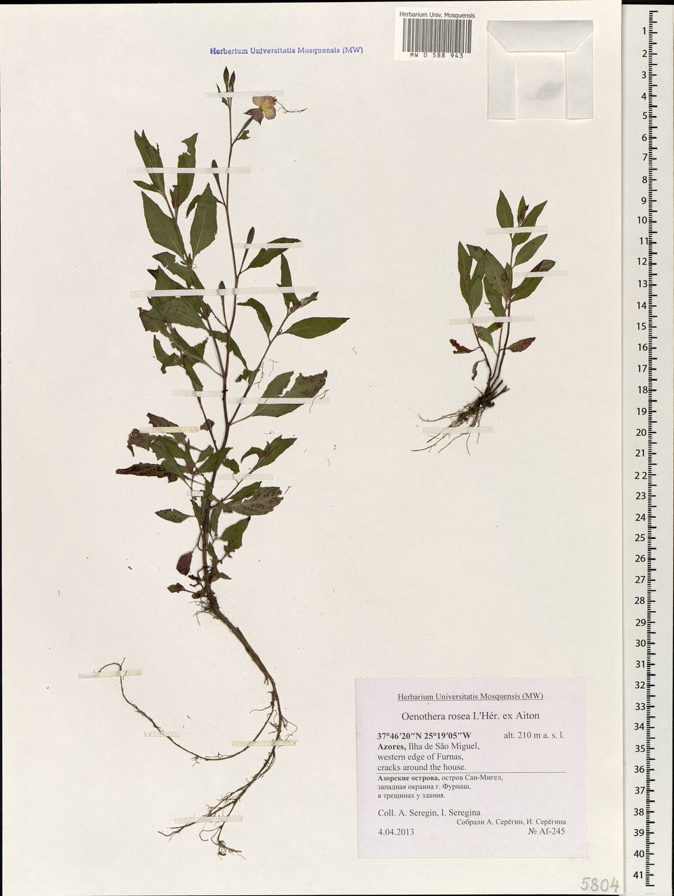 Oenothera rosea Aiton, Африка (AFR) (Португалия)