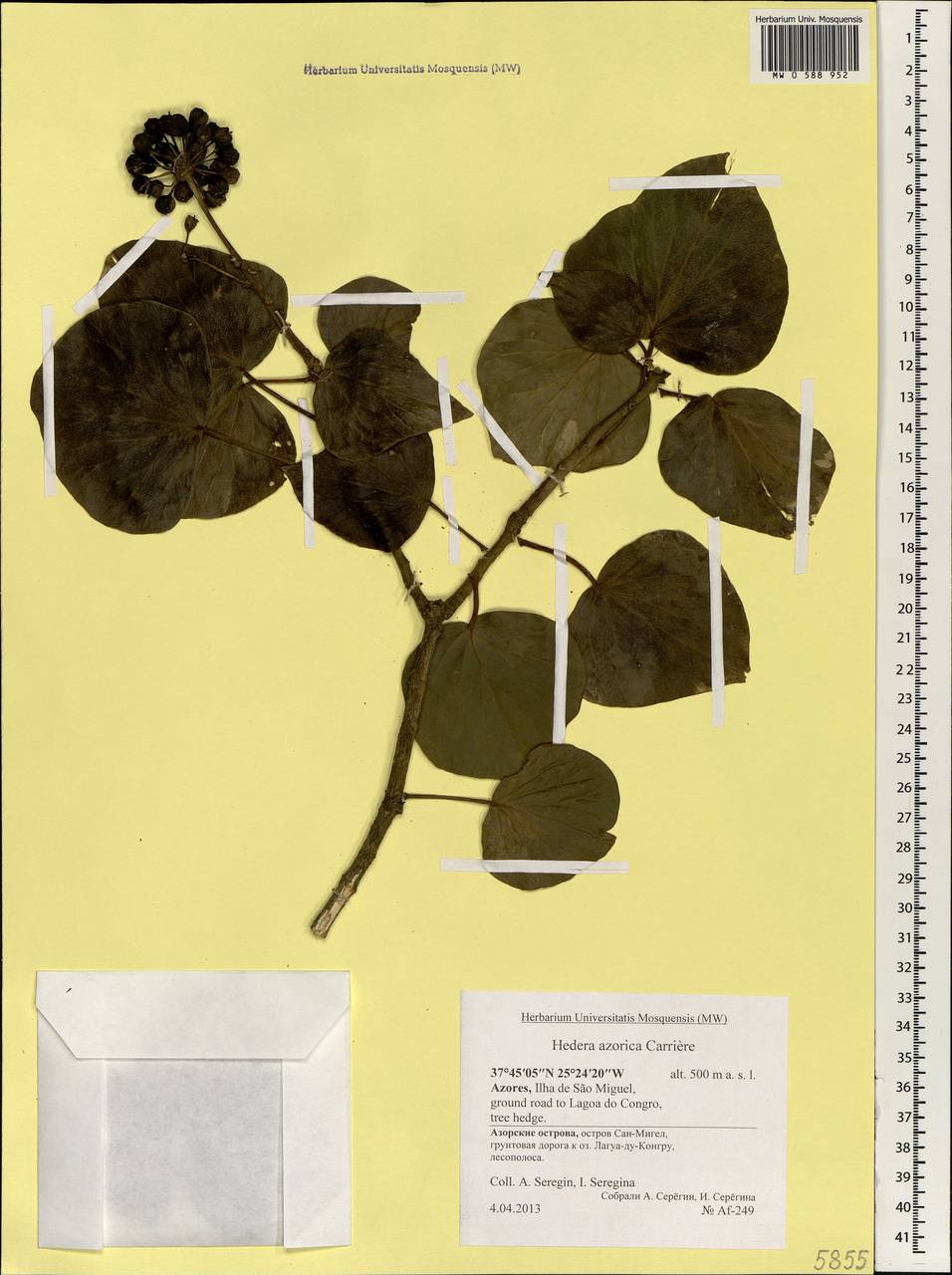 Hedera azorica Carrière, Африка (AFR) (Португалия)