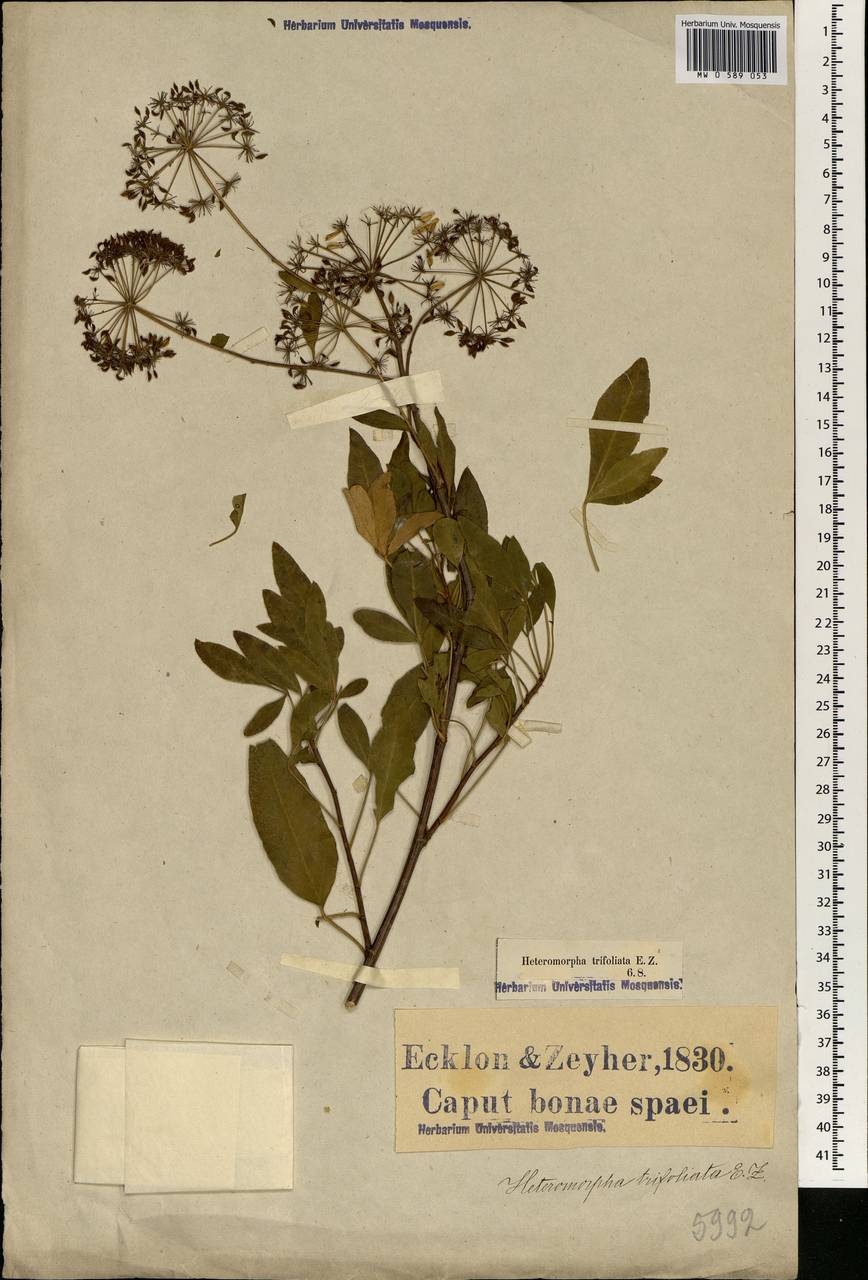Heteromorpha arborescens var. abyssinica (Hochst. ex Rich.) H. Wolff, Африка (AFR) (ЮАР)