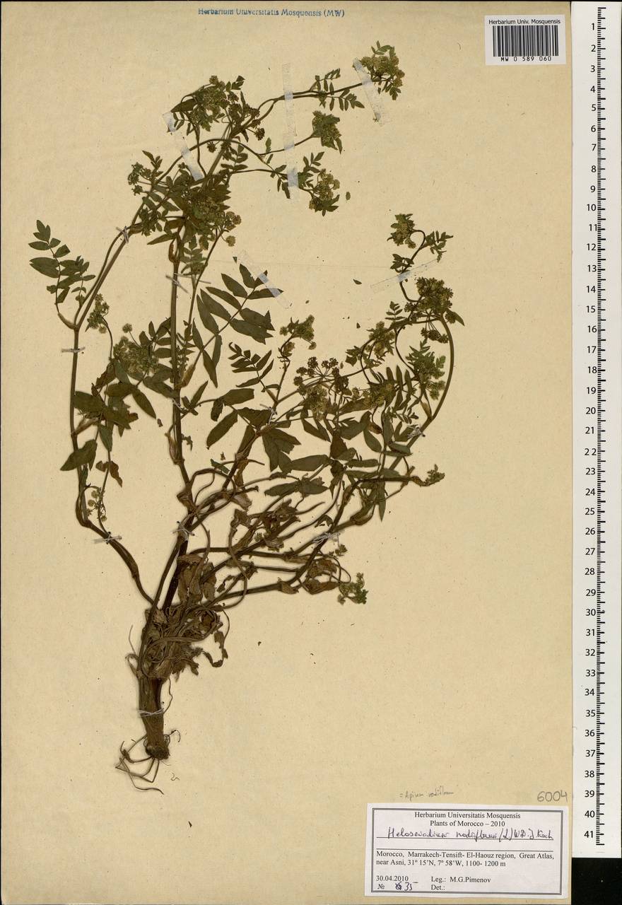 Helosciadium nodiflorum subsp. nodiflorum, Африка (AFR) (Марокко)