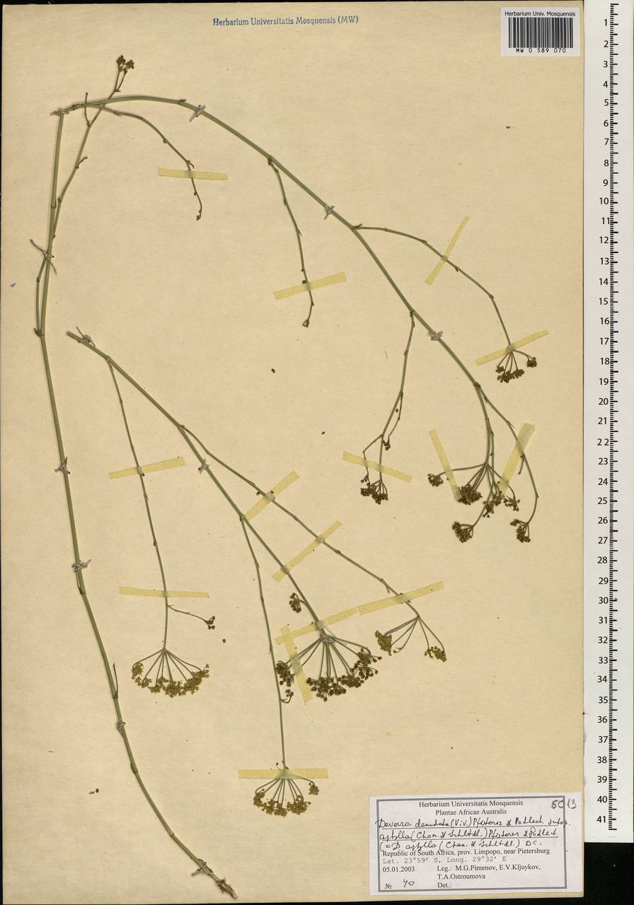 Deverra denudata subsp. aphylla (Cham. & Schltdl.) Pfisterer & Podl., Африка (AFR) (ЮАР)
