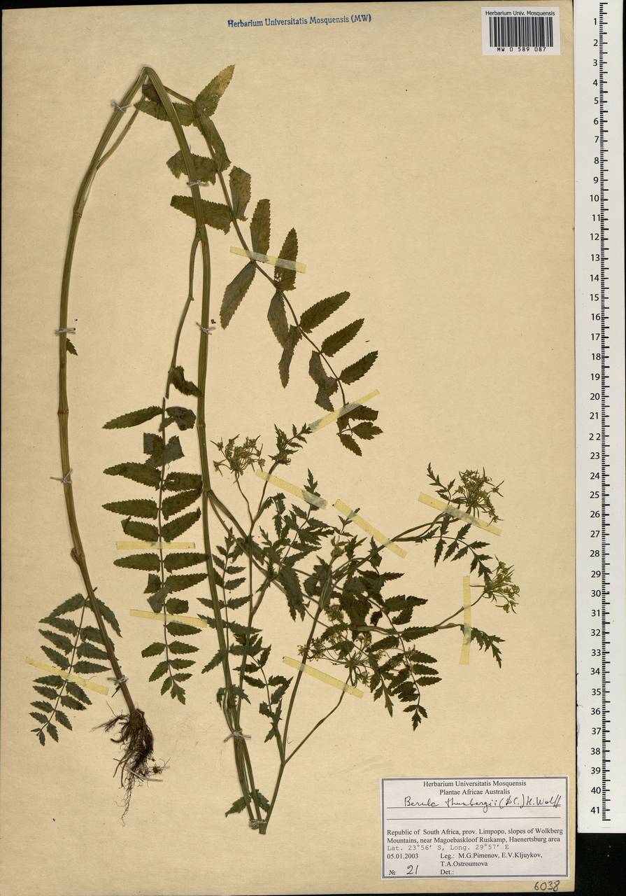 Berula erecta subsp. thunbergii (DC.) B. L. Burtt, Африка (AFR) (ЮАР)