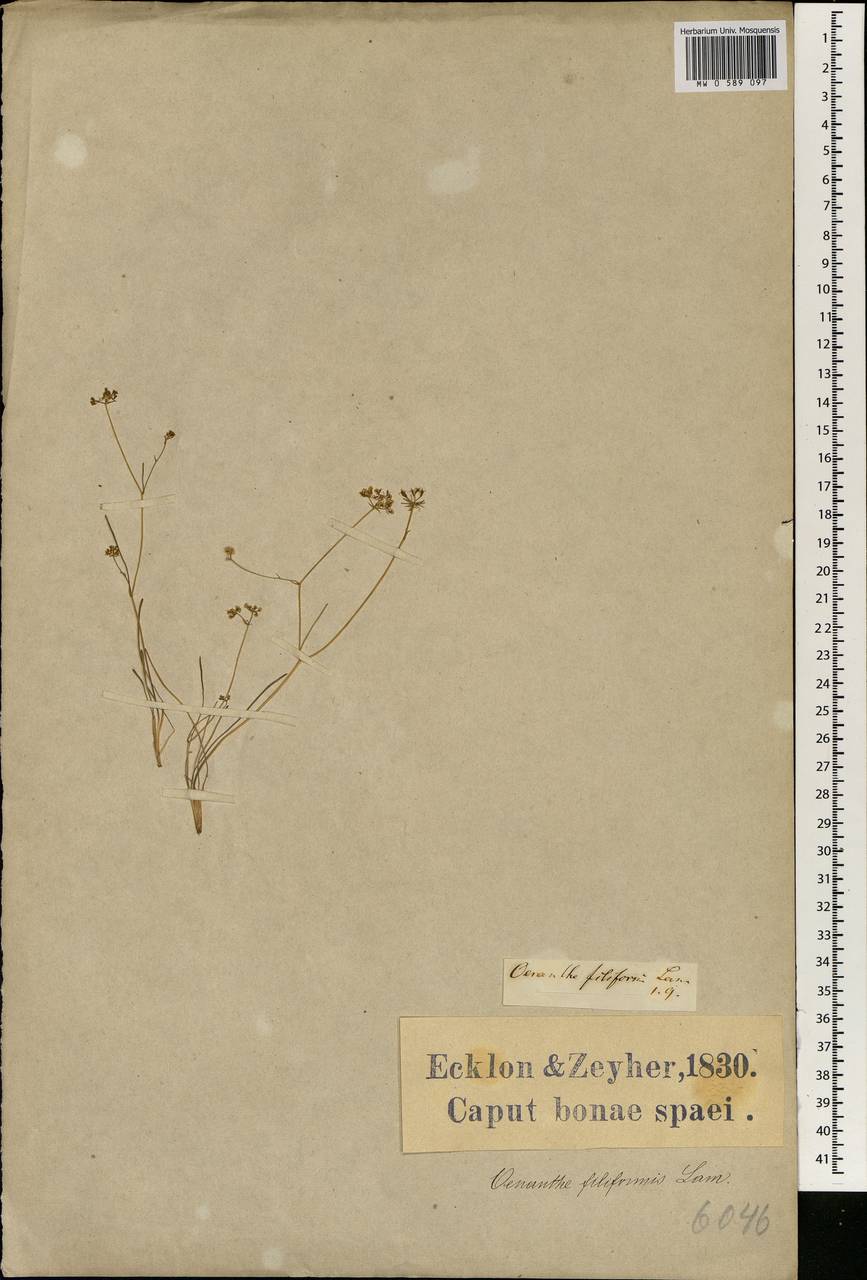 Itasina filifolia (Thunb.) Raf., Африка (AFR) (ЮАР)