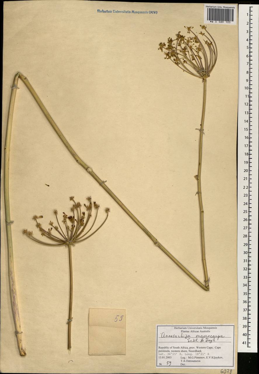 Annesorhiza macrocarpa Eckl. & Zeyh., Африка (AFR) (ЮАР)
