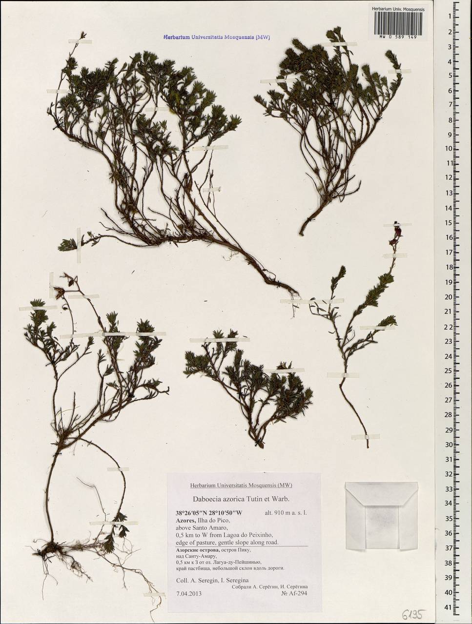 Daboecia cantabrica subsp. azorica (Tutin & E.F. Warburg) D. McClintock, Африка (AFR) (Португалия)