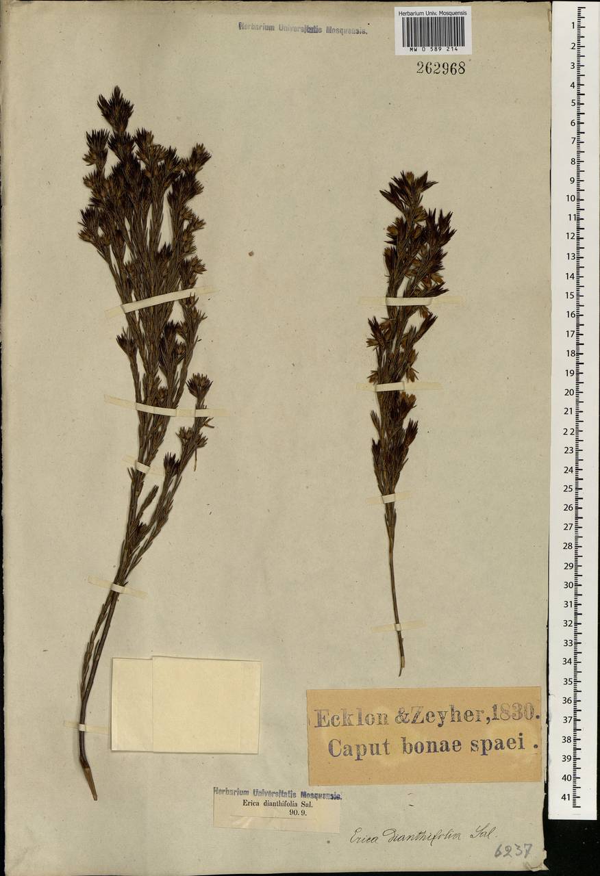 Erica dianthifolia Salisb., Африка (AFR) (ЮАР)