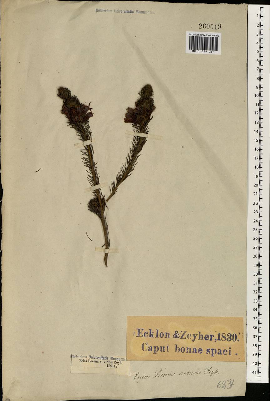 Erica viscaria subsp. longifolia (F. A. Bauer) E. G. H. Oliv. & I. M. Oliv., Африка (AFR) (ЮАР)